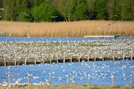 Virtuális ökotúra a Sóstói Természetvédelmi Területen